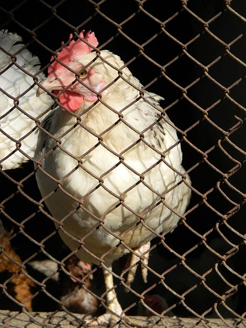 德甲第30輪多特蒙德2-0柏林聯 羅伊斯補射破門格雷羅建功.